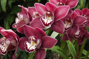 Uzgojite zdravu orhideju