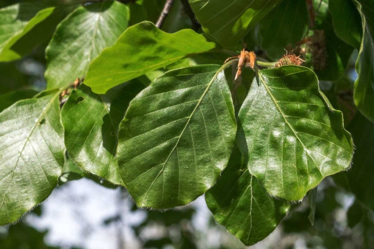 Plodovi bukve: Bukvica je po okusu slična lje&scaron;njaku