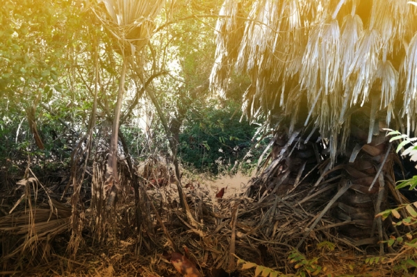 &Scaron;UPLJA DEBLA PALMINA