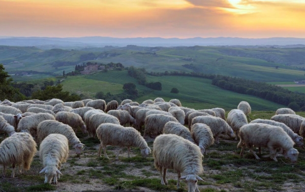 IZ Bo&scaron;njaka u SAD: Uplaćeno 2255 kurbana