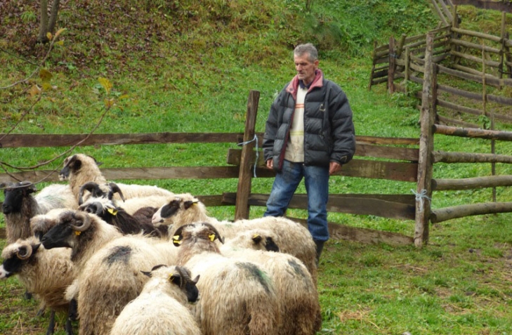 Rijaset dodijelio ovce džematliji koji je izgubio stado ovaca