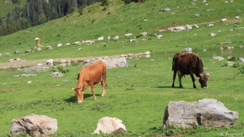 Za&scaron;titnička uloga kurbana: Bez kurbana sebe i svoje porodice ostavljamo izvan Božije za&scaron;tite