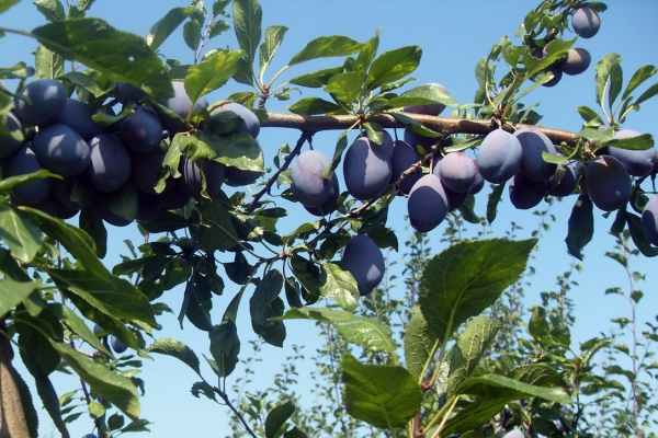 Rodile &scaron;ljive - bit će belaja