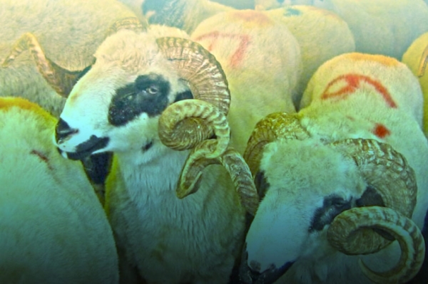 Svaki kurban, i krupne i sitne stoke, bio je veterinarski pregledan