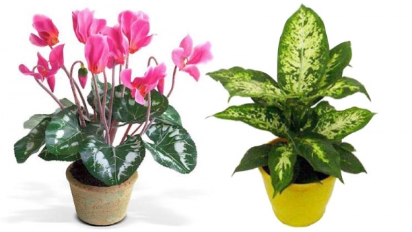 Otrovno bilje u va&scaron;em domu