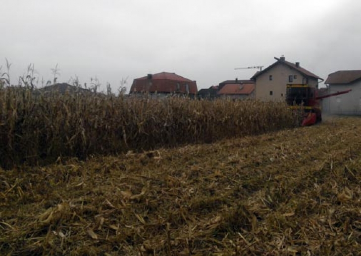 Bijeljina: Završena žetva kukuruza na vakufskom zemljištu